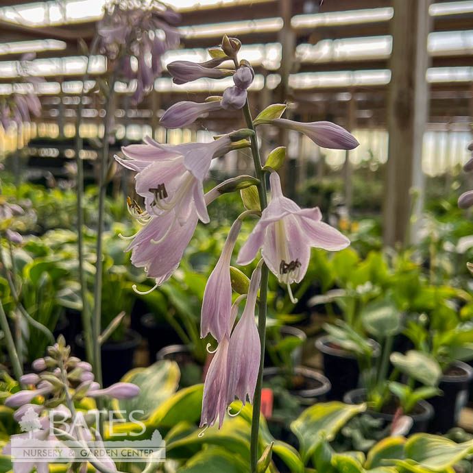 #1 Hosta Broadband/ Green w/ Yellow Margins