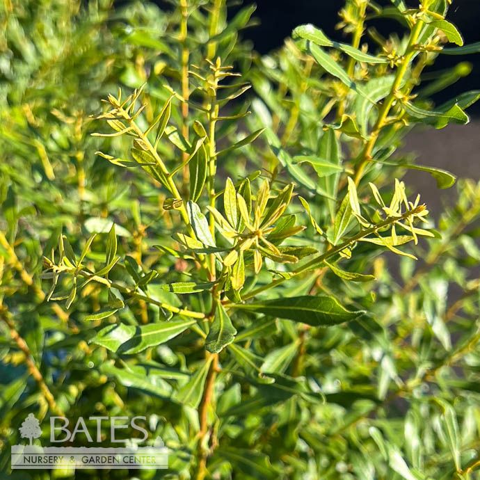 #5 Myrica cerifera/ Southern Wax Myrtle Native (R)