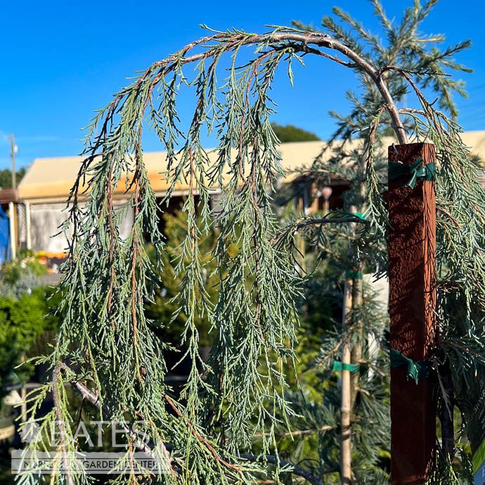 Topiary Patio Tree #5 Juniperus scop Tolleson&#39;s Blue Weeping/ Rocky Mountain Juniper