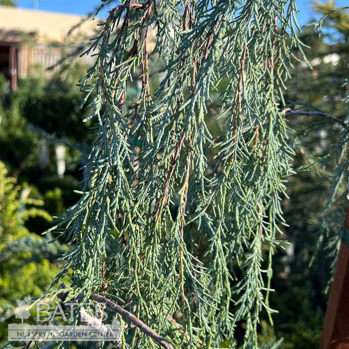 Topiary Patio Tree #5 Juniperus scop Tolleson&#39;s Blue Weeping/ Rocky Mountain Juniper
