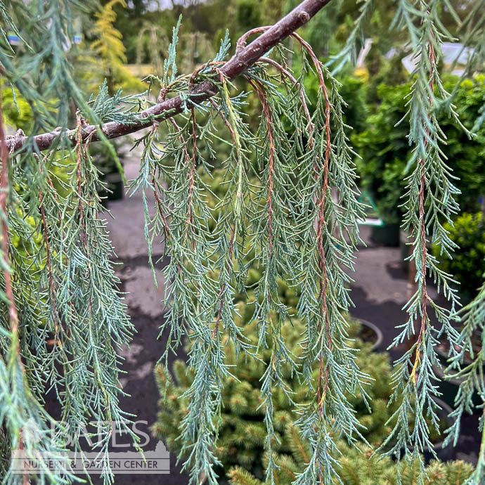 Topiary Patio Tree #5 Juniperus scop Tolleson&#39;s Blue Weeping/ Rocky Mountain Juniper
