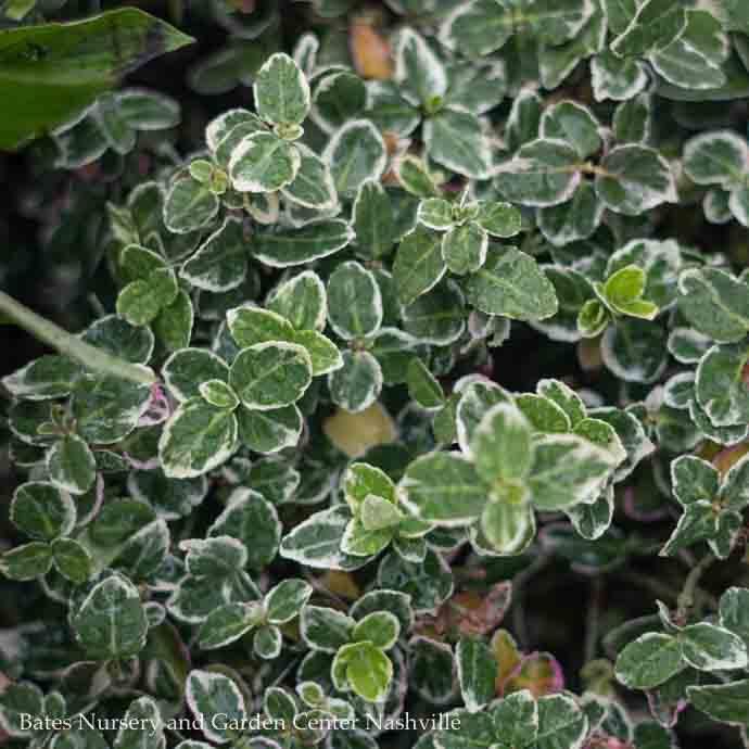 #1 Euonymus fort Emerald Gaiety/ Variegated Wintercreeper