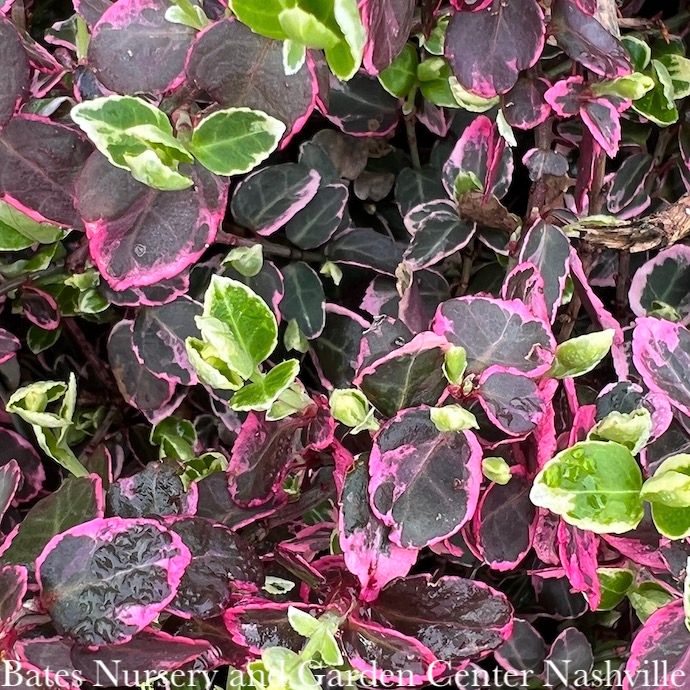 #1 Euonymus fort Emerald Gaiety/ Variegated Wintercreeper