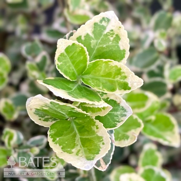 #3 Euonymus fort Emerald Gaiety/ Variegated Wintercreeper