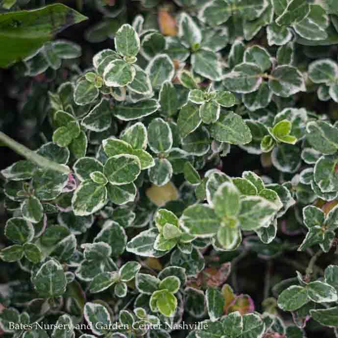 #3 Euonymus fort Emerald Gaiety/ Variegated Wintercreeper