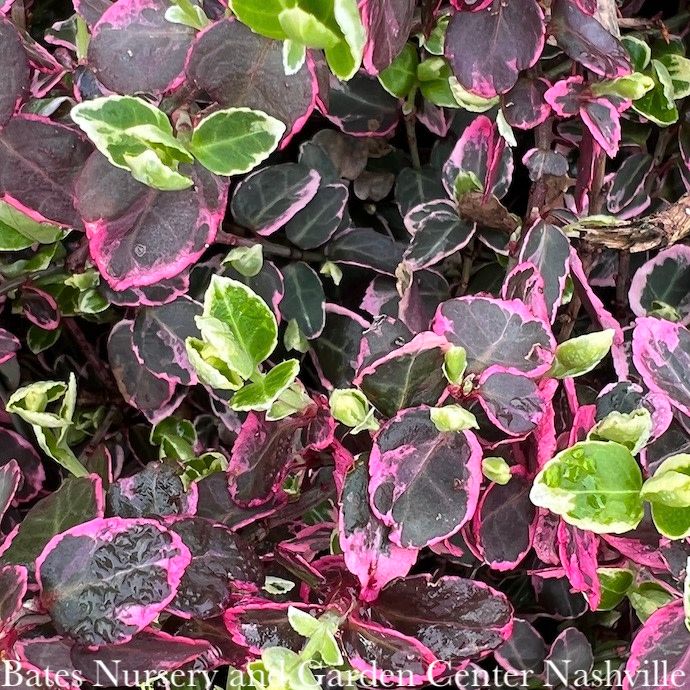 #3 Euonymus fort Emerald Gaiety/ Variegated Wintercreeper
