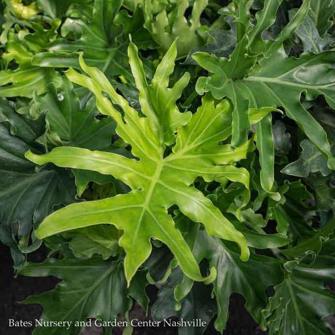 6p! Philodendron Selloum Lickety Split /Thaumatophyllum bipinnatifidum /Tropical