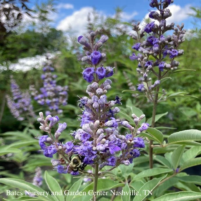 #15 Vitex Shoal Creek/ Multi-Trunk Chastetree