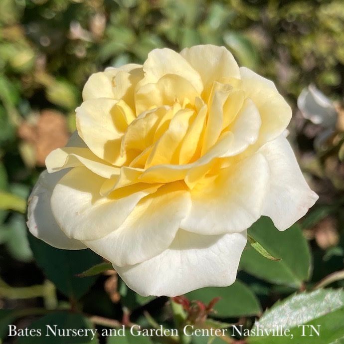 #3 Rosa Buttercream Drift/ Cream Groundcover Rose - No Warranty