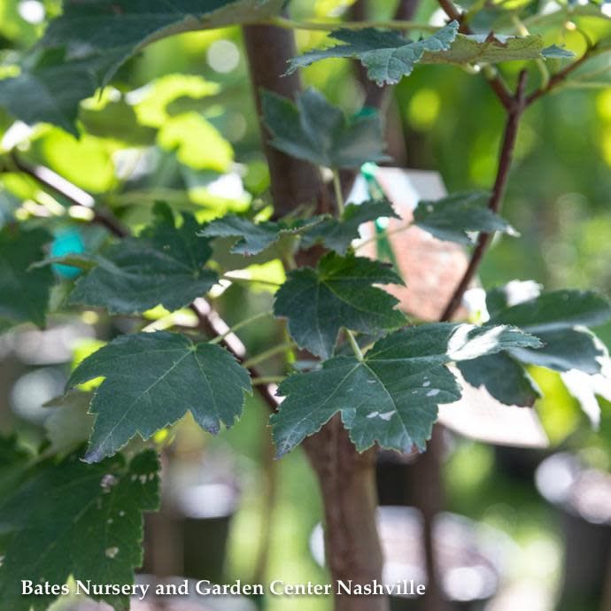 #25 Acer rub October Glory/ Red Maple Native (TN)