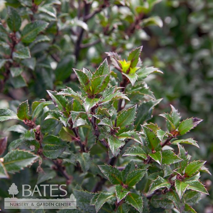 #5 Ilex x meserveae Castle Wall/ Blue Holly (male)