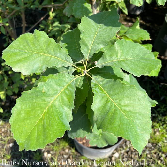#7 Quercus muehlenbergii/ Chinkapin (Chinquapin) Oak Native (TN)