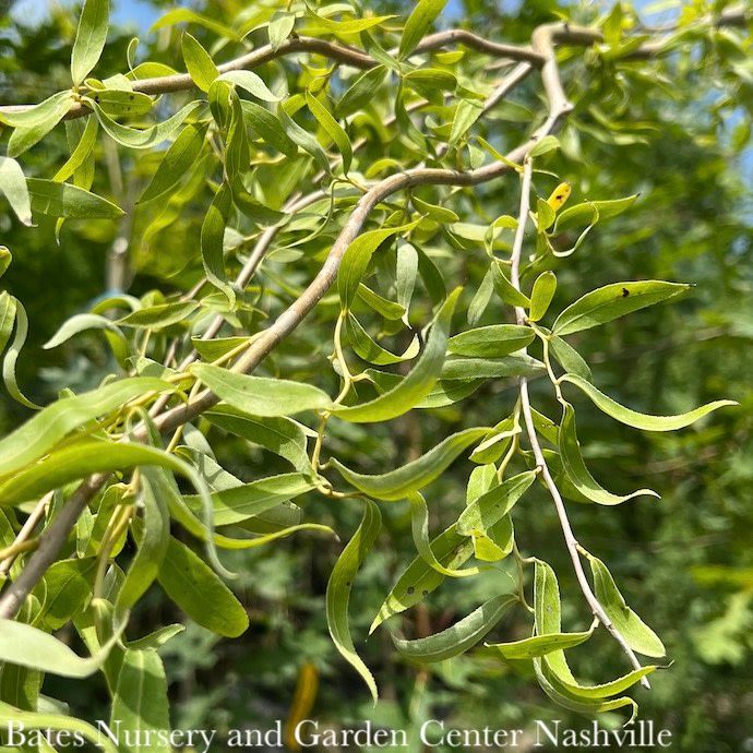 #15 Salix matsudana Tortuosa/ Dragon Red, Corkscrew Willow