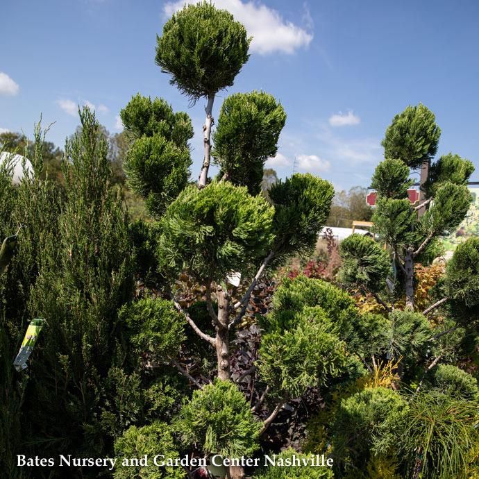Topiary Oriental PomPon #5 Juniperus chin Torulosa/ Upright Hollywood Chinese Juniper Oriental Pompon