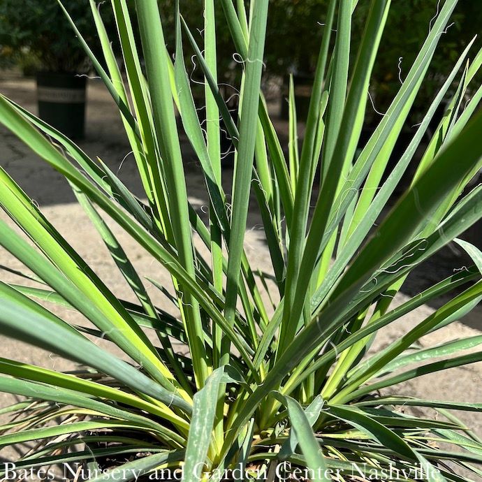 #5 Yucca fil Ivory Tower/ Native (TN)