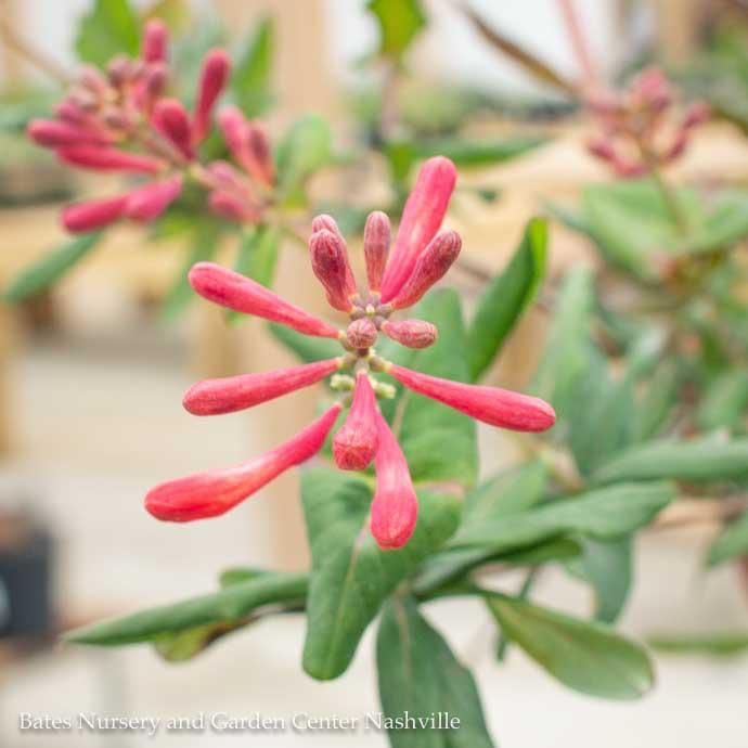 #2 Lonicera semp Alabama Crimson/ Red Trumpet Honeysuckle Native (TN)