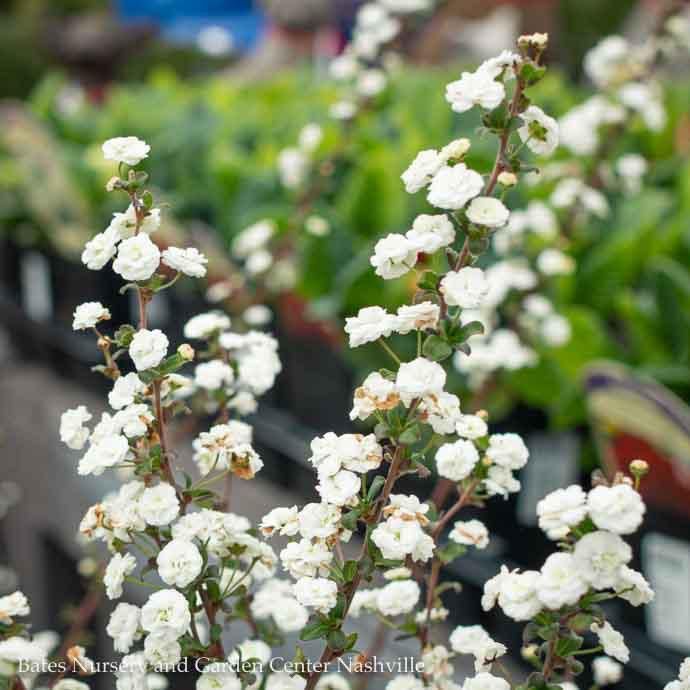 #3 Spiraea prunifolia/ Bridal Wreath