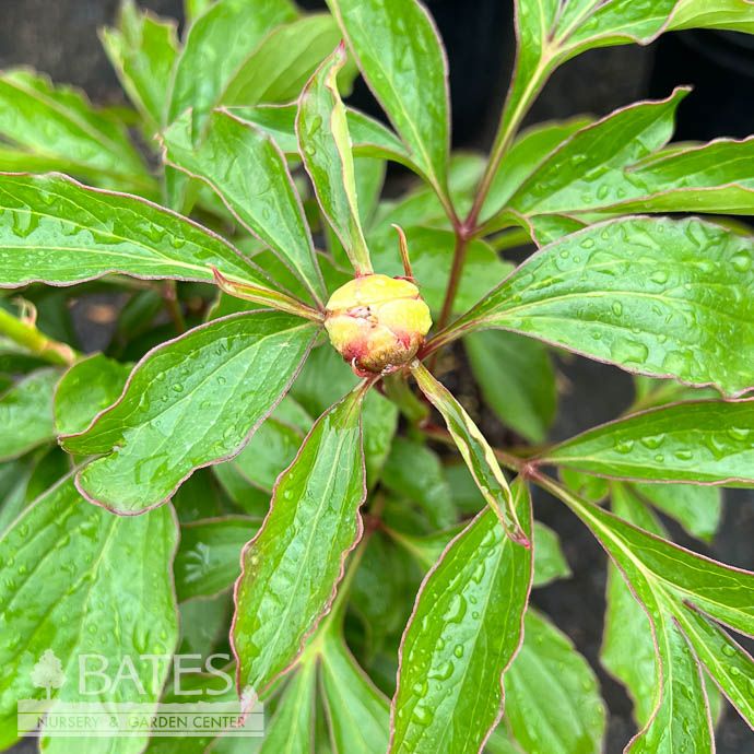 #1 Paeonia Honey Gold/ White and Yellow Peony