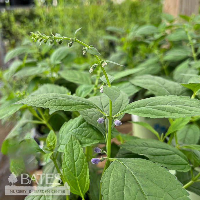 #1 Scutellaria  x Appalachian Blues AB/ Skullcap - No Warranty