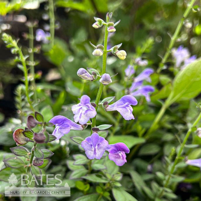 #1 Scutellaria  x Appalachian Blues AB/ Skullcap - No Warranty