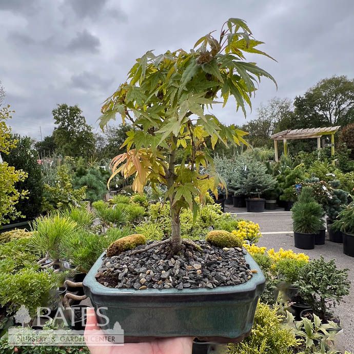 8p Ceramic Bonsai Starter Acer pal Mini Maple/ Japanese - No Warranty