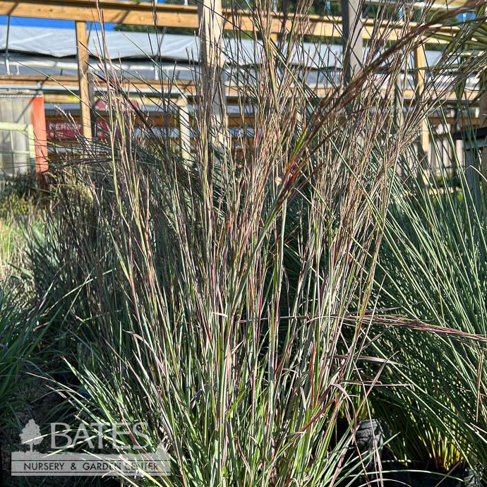 #1 Grass Schizachyrium scop Blue Heaven/ Little Bluestem Native (TN)