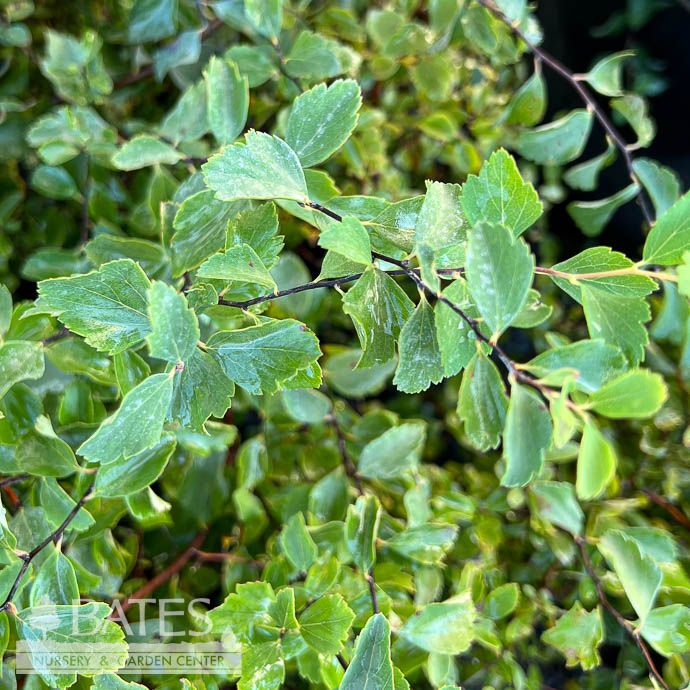 #3 Spiraea x vanhouttei Van Renaissance/ Bridal Wreath