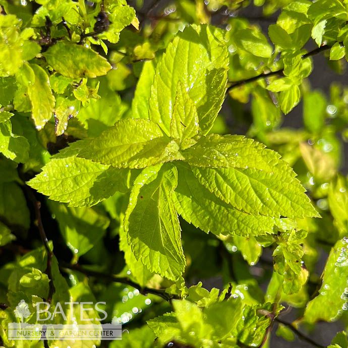 #2 Spiraea japonica Lil&#39; Sizzle/ Gold Foliage, Pink Flowers