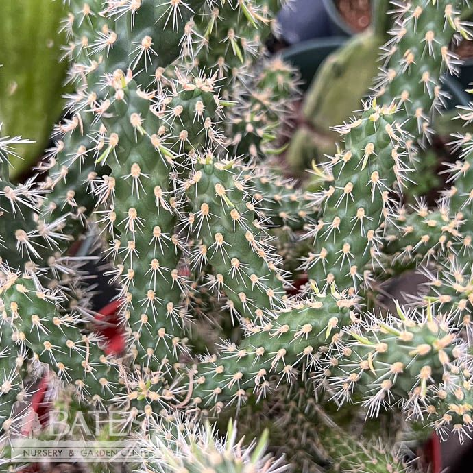 8p! Cactus Opuntia Cylindrica /Tropical