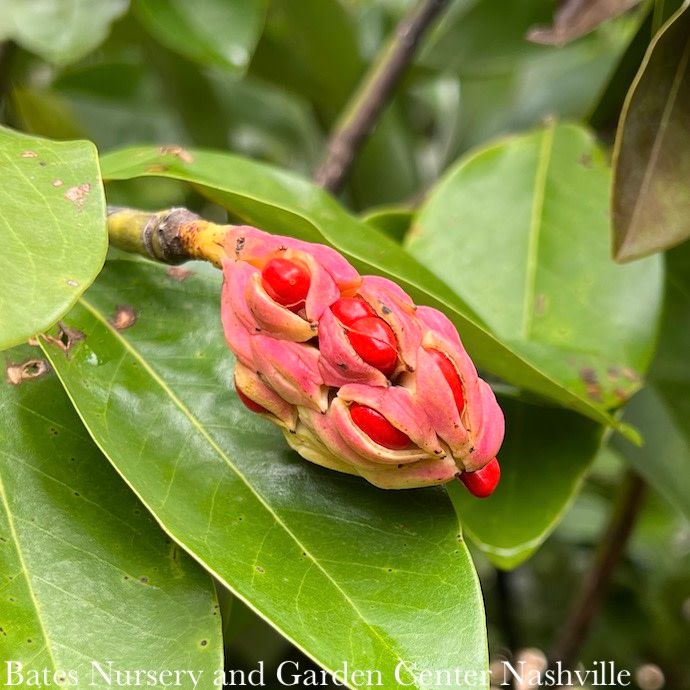 #7 Magnolia virg Moonglow/ Semi-Evergreen Sweetbay Native (TN)