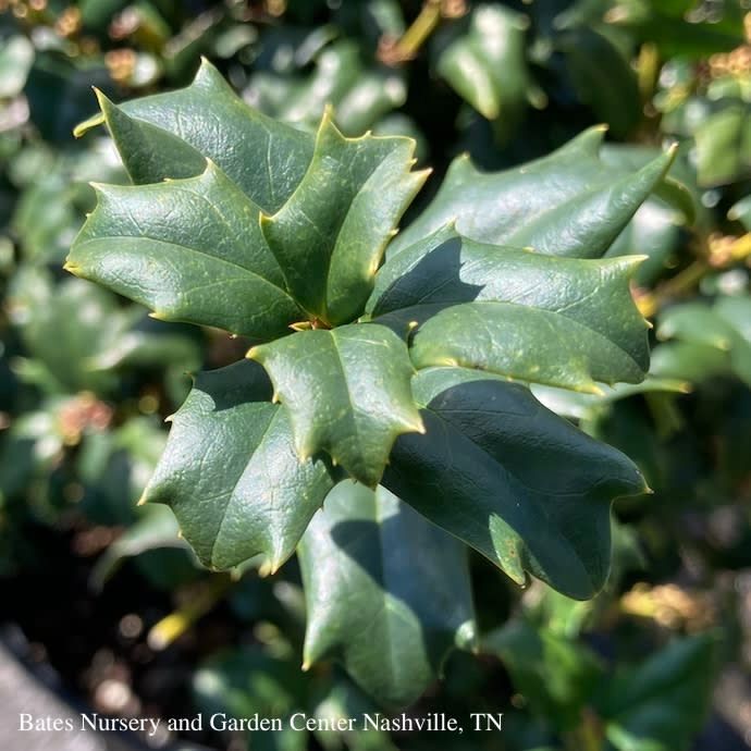 #3 Ilex x meserveae Mesog &#39;China Girl&#39;/ Holly