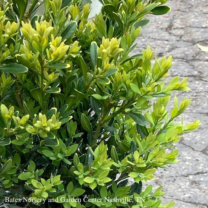 #5 Buxus x Green Gem/ Dwarf Boxwood