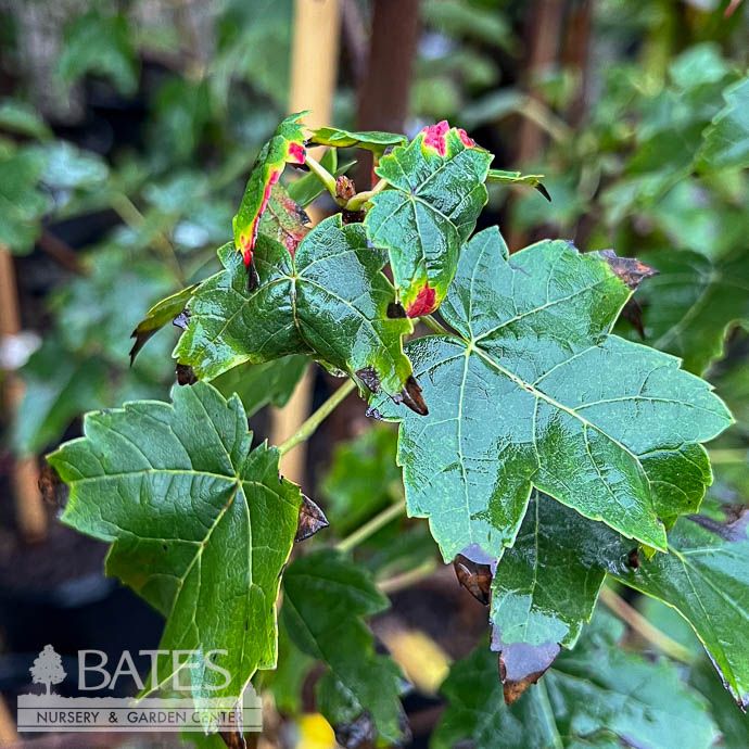 #7 Acer rub Burgundy Belle (Magnificent Magenta)/ Red Maple Native (TN)
