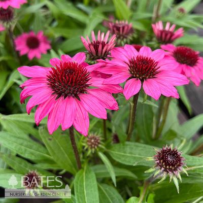 1 Echinacea x SunMagic 'Petite Burgundy'/ Red Compact Coneflower