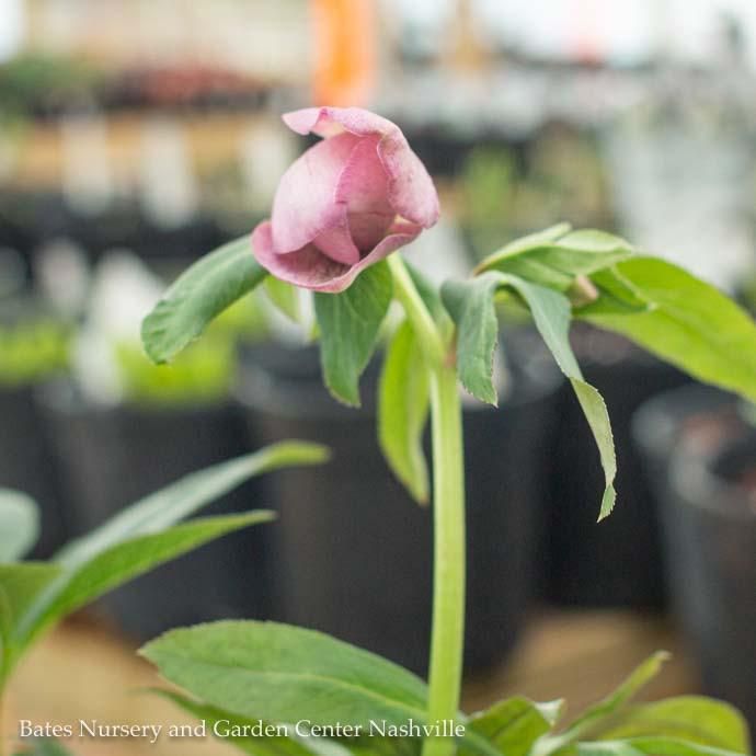 QP Helleborus orientalis/ Lenten Rose