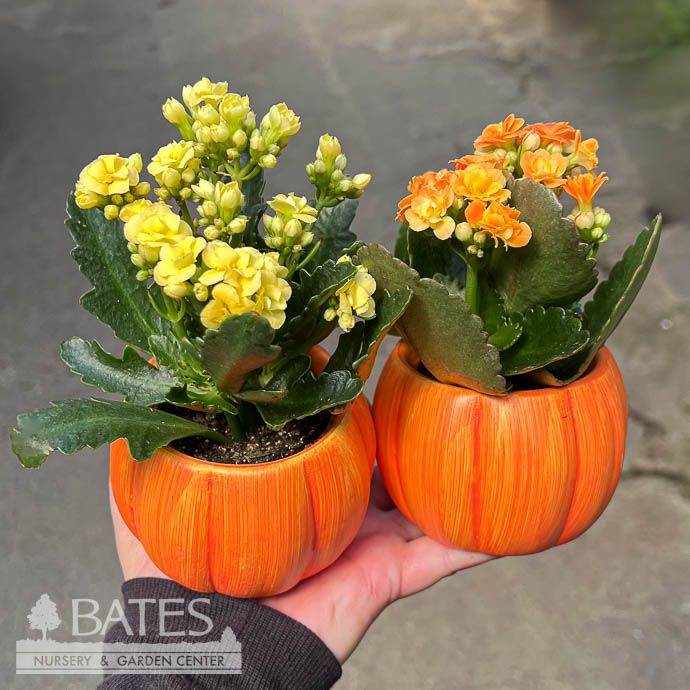 Pot 2.5&quot; Pumpkin holds 2&quot; Foliage