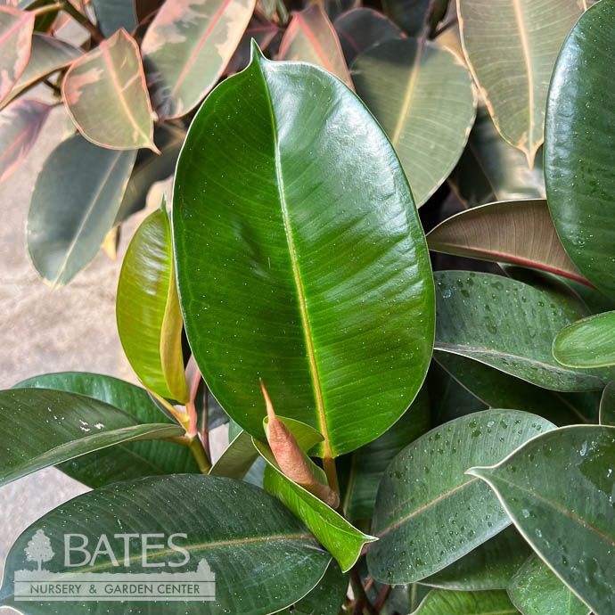 10p! Ficus e Robusta BUSH /RubberTree /Tropical