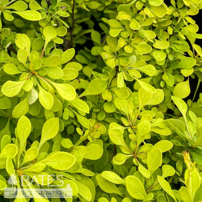 #1 Berberis thun Golden/ Barberry