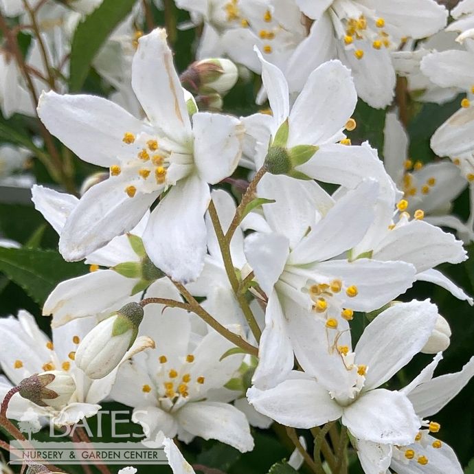#2 Deutzia grac Nikko/ Dwarf Double White
