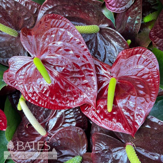 6p! Anthurium Sempre Black /Tropical