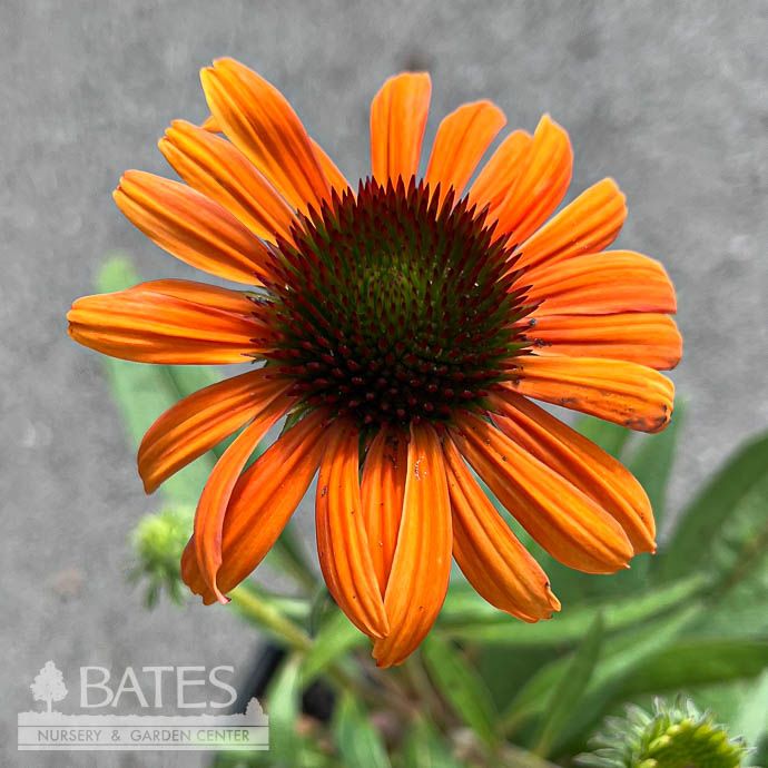 #1 Echinacea pur Rainbow Marcella/ Coneflower Native (TN)