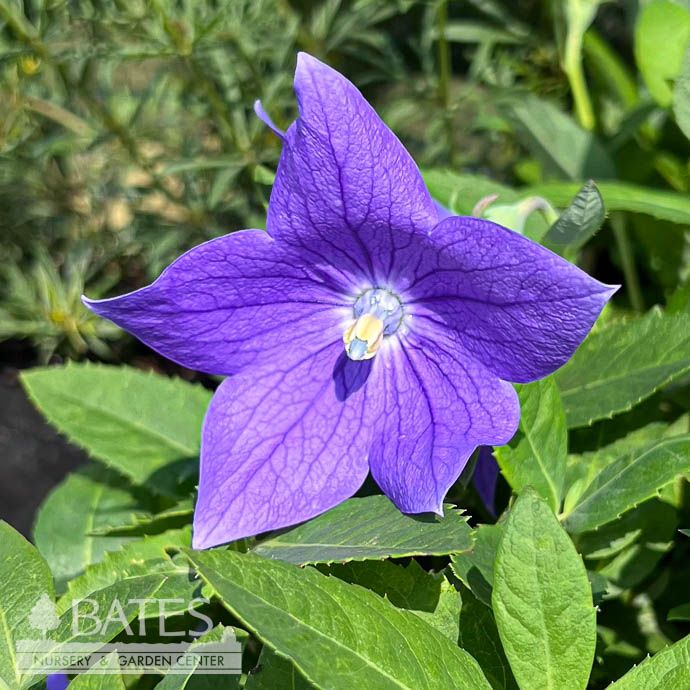 #1 Platycodon grand Sentimental Blue/ Balloon Flower