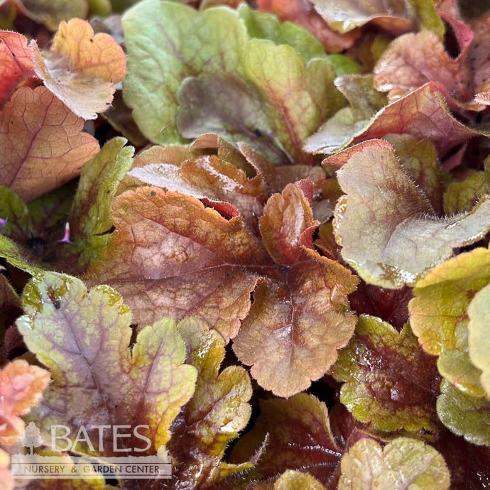 #1 Heucherella SL Buttered Rum/ Foamy Bells