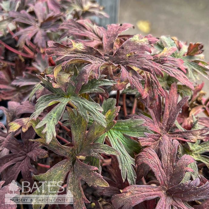 #1 Geranium pratense Black and White/ Dark Leaf Cranesbill