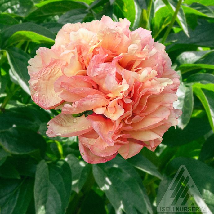 #3 Paeonia Danse du Feu/ Semi-Dbl Pink Itoh Peony