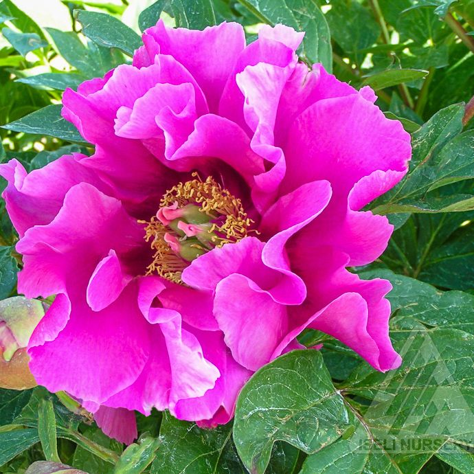 #3 Paeonia Symphonie Pourpre/ Semi-Dbl Fuchsia Itoh Peony