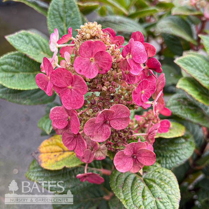 #2 Hydrangea pan Razzleberri/ Compact White to Pink Panicle