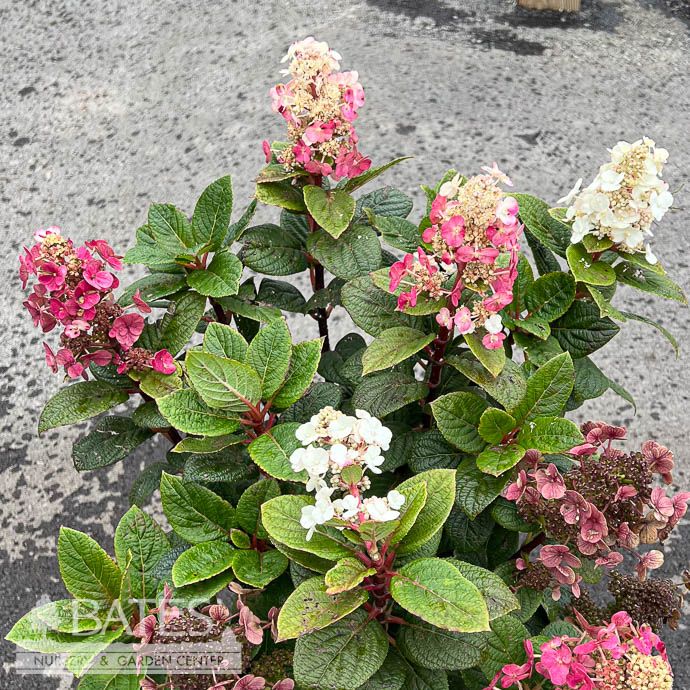 #2 Hydrangea pan Razzleberri/ Compact White to Pink Panicle