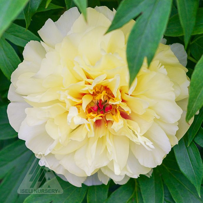#3 Paeonia Vanilla Manila/ Semi-Dbl Pale Yellow Itoh Peony