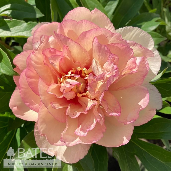 #3 Paeonia Scrumdidlyumptious/ Double Pink Itoh Peony